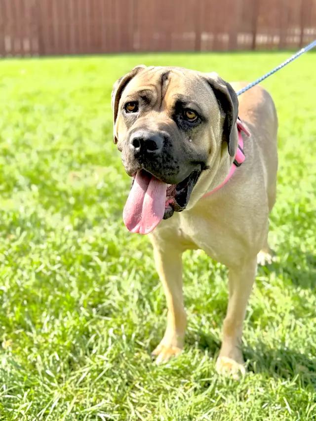 Enlarge Pretzel, a Adoptable Mastiff in Muskego, WI image 2/5