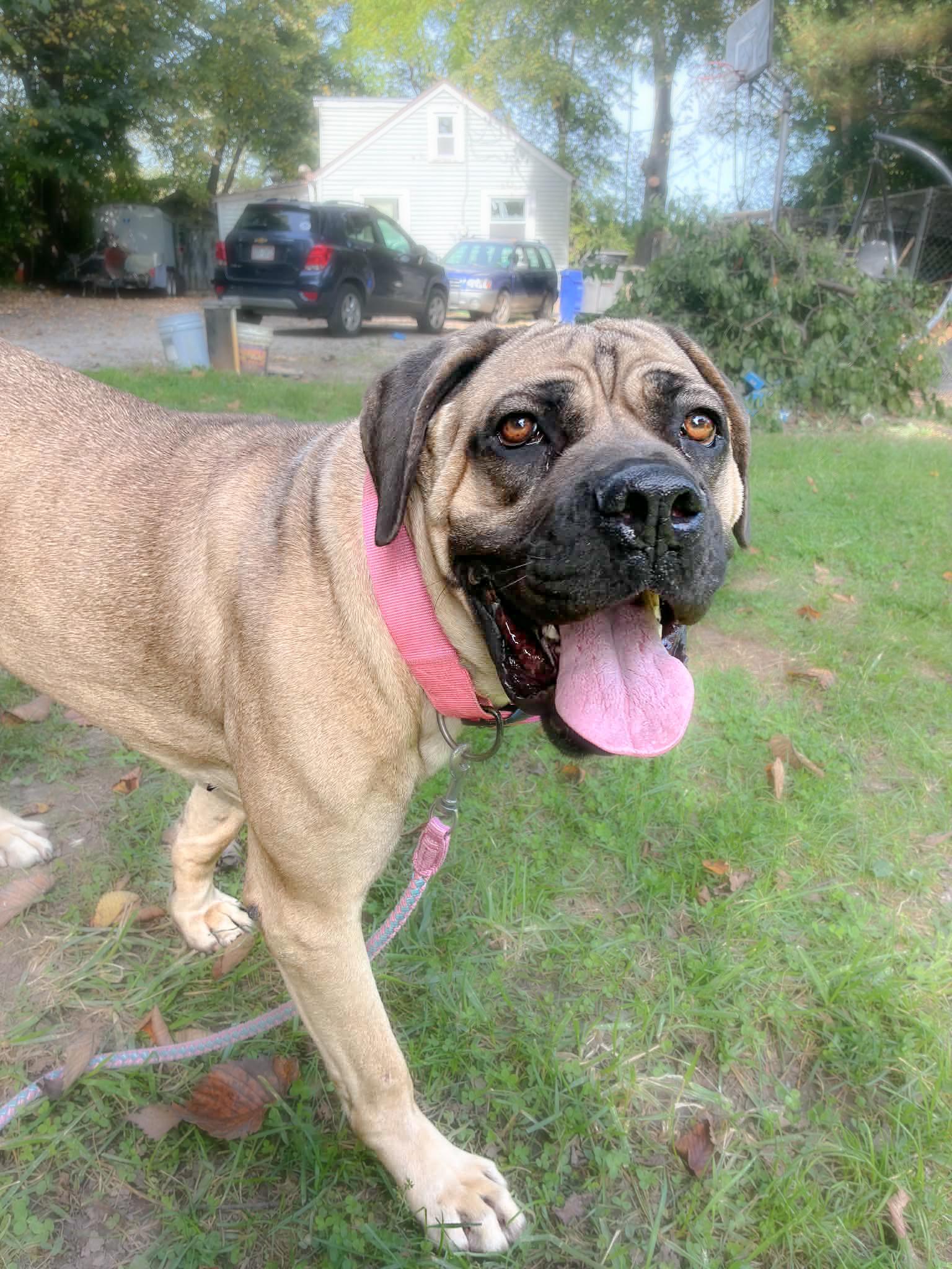 Enlarge Pretzel, a Adoptable Mastiff in Muskego, WI image 5/5