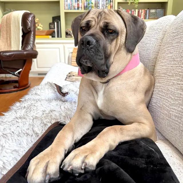 Enlarge Pretzel, a Adoptable Mastiff in Muskego, WI image 3/5