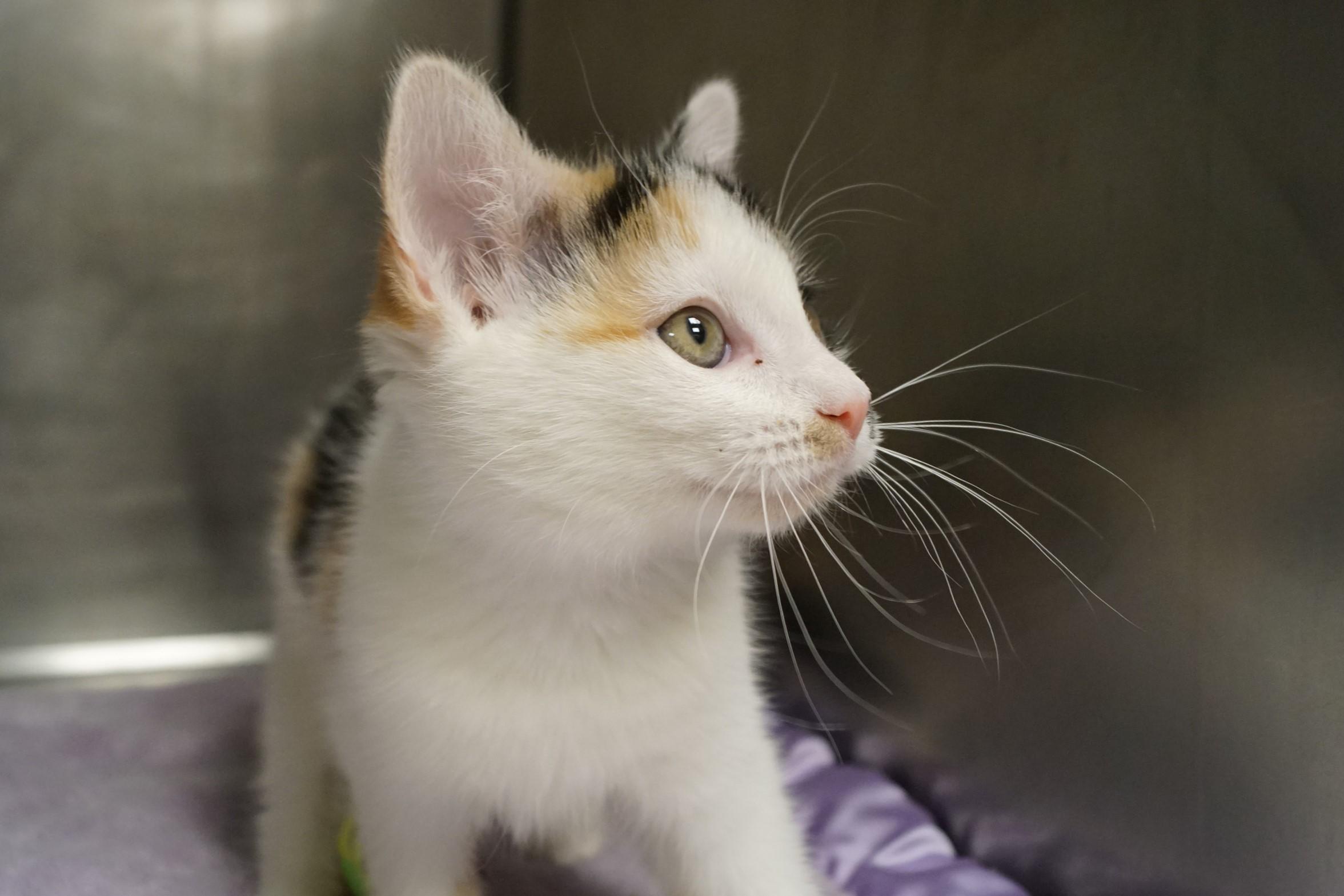 La Di Da Di Kitten -2, an adopted Calico in New Milford, CT image 6/6
