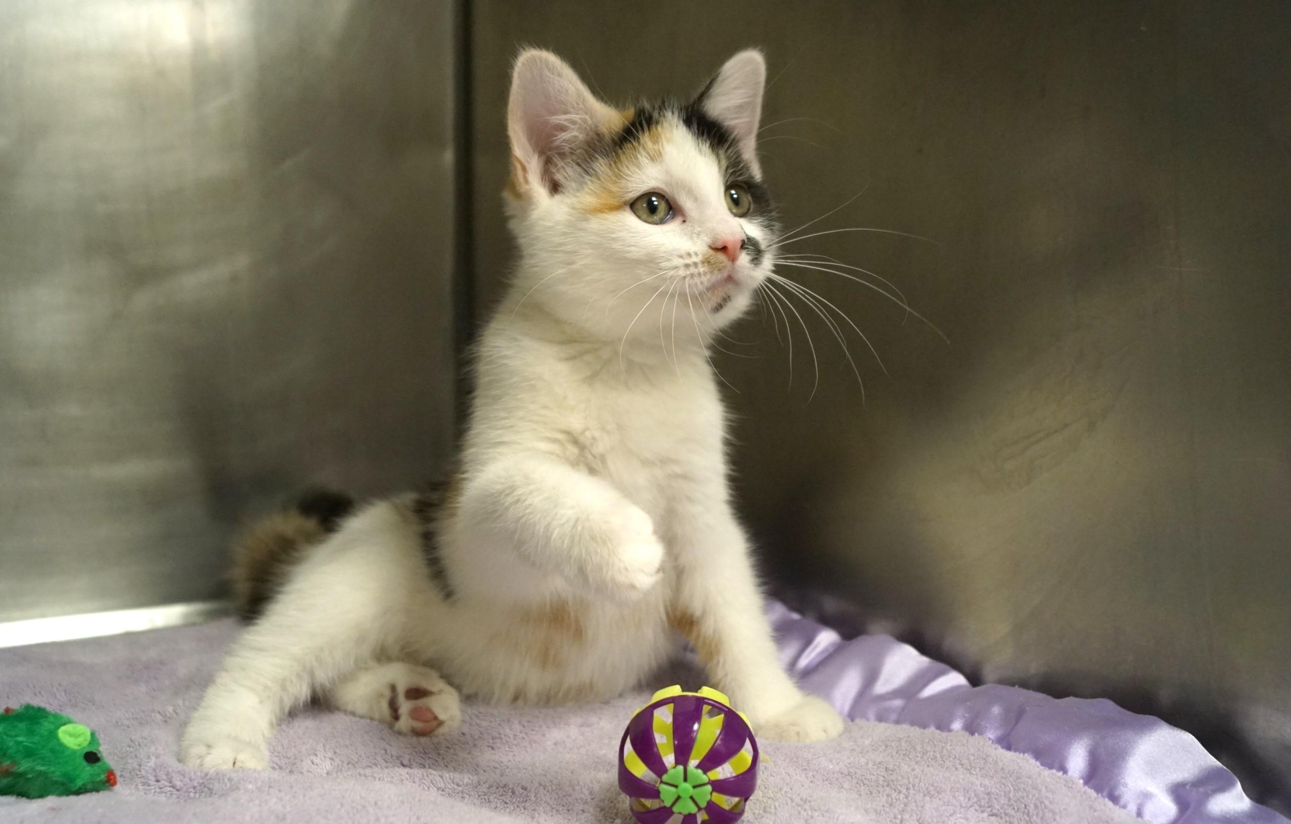 La Di Da Di Kitten -2, an adopted Calico in New Milford, CT image 1/6