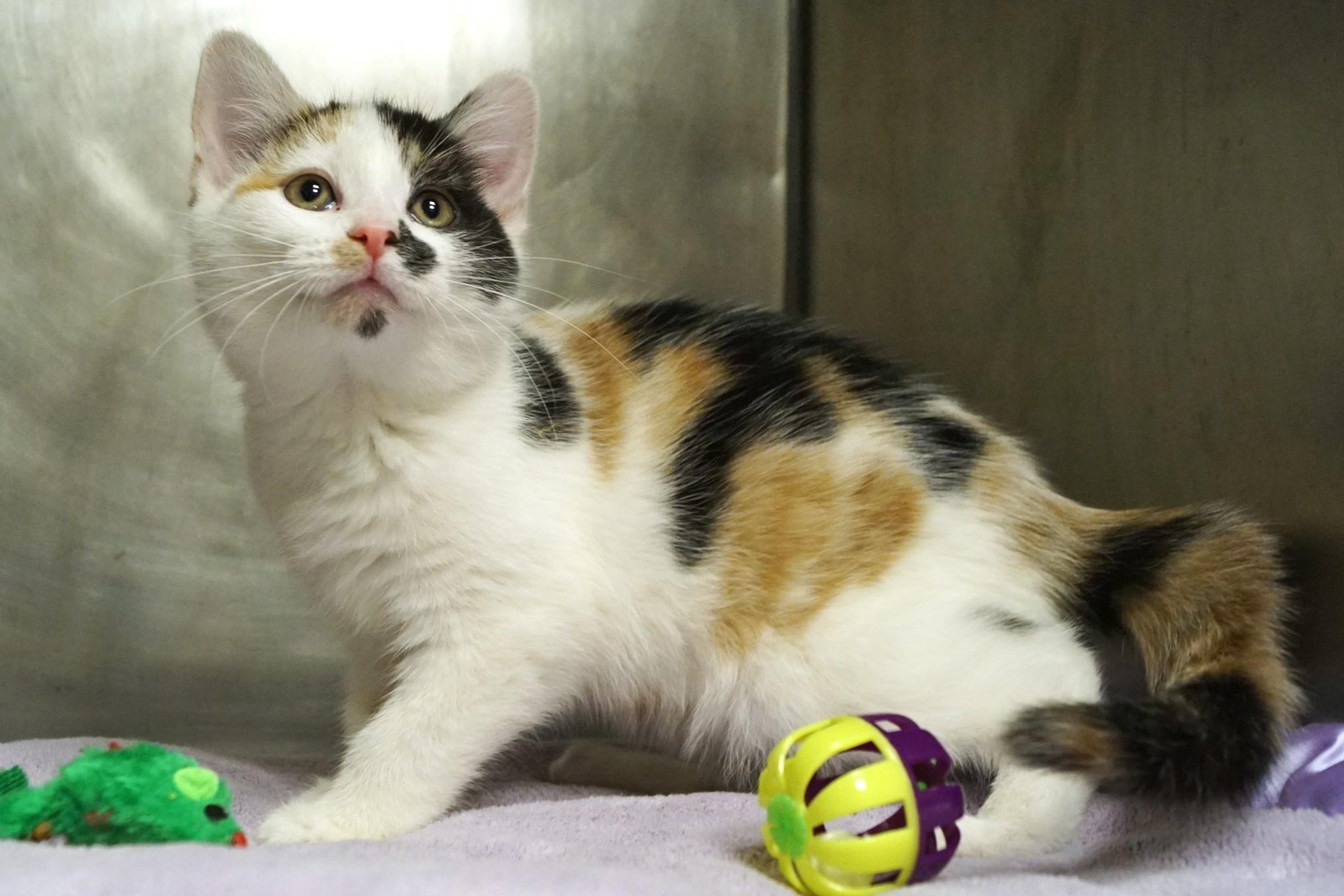 La Di Da Di Kitten -2, an adopted Calico in New Milford, CT image 5/6