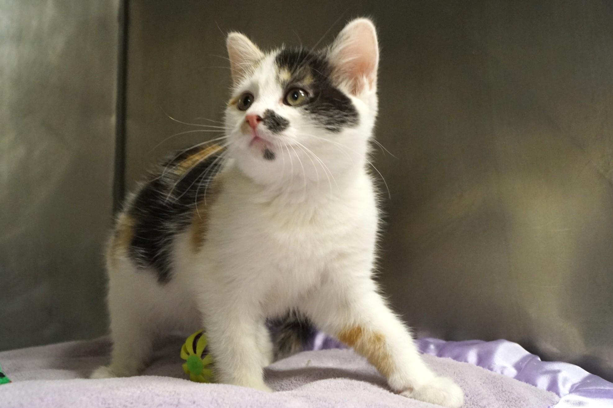 La Di Da Di Kitten -2, an adopted Calico in New Milford, CT image 3/6