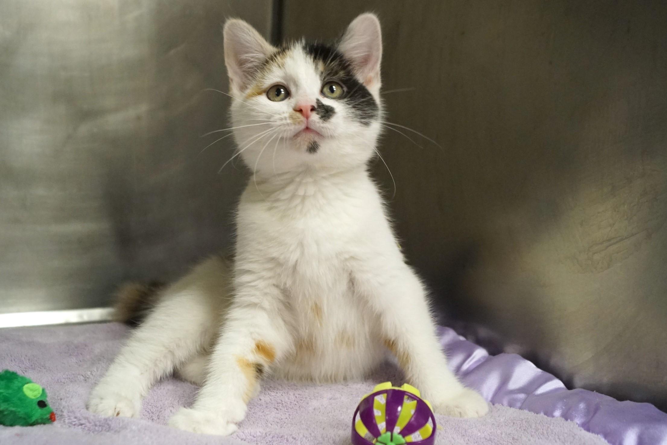 La Di Da Di Kitten -2, an adopted Calico in New Milford, CT image 4/6