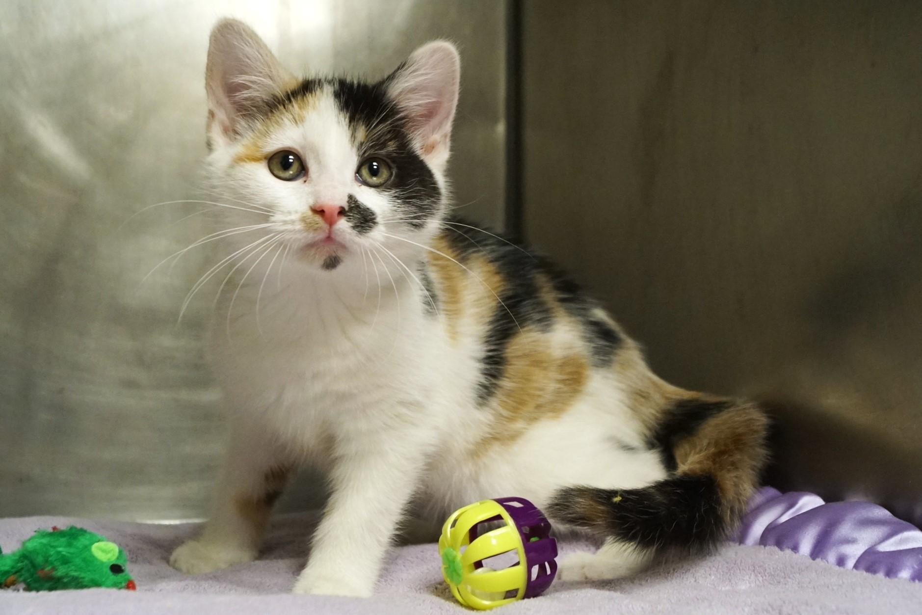La Di Da Di Kitten -2, an adopted Calico in New Milford, CT image 2/6