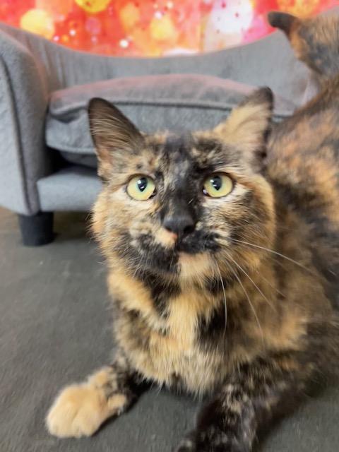 Donatella, Adult Female Domestic Short Hair