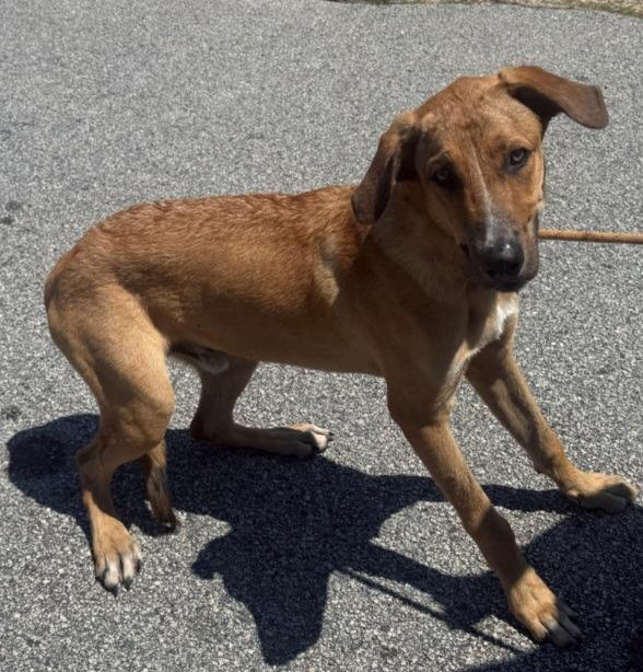 Dippy, Adoptable, Young Male Catahoula Leopard Dog.