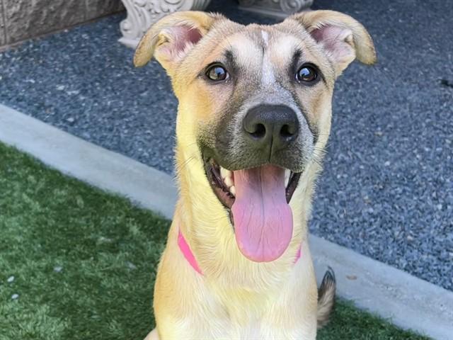 TOSHA, Adoptable, Young Female Anatolian Shepherd & Mixed Breed.