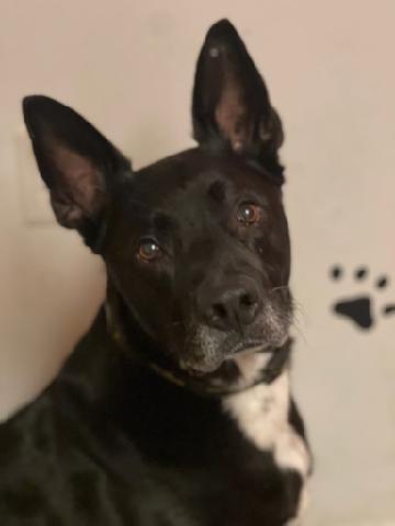 Ludwig - Np Litter, Adoptable, Adult Male German Shepherd Dog & Labrador Retriever.