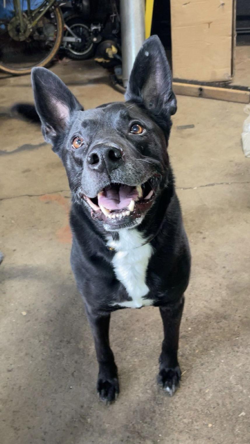 Enlarge Ludwig - Np Litter, a Adoptable mixed breed in Livonia, MI image 3/3