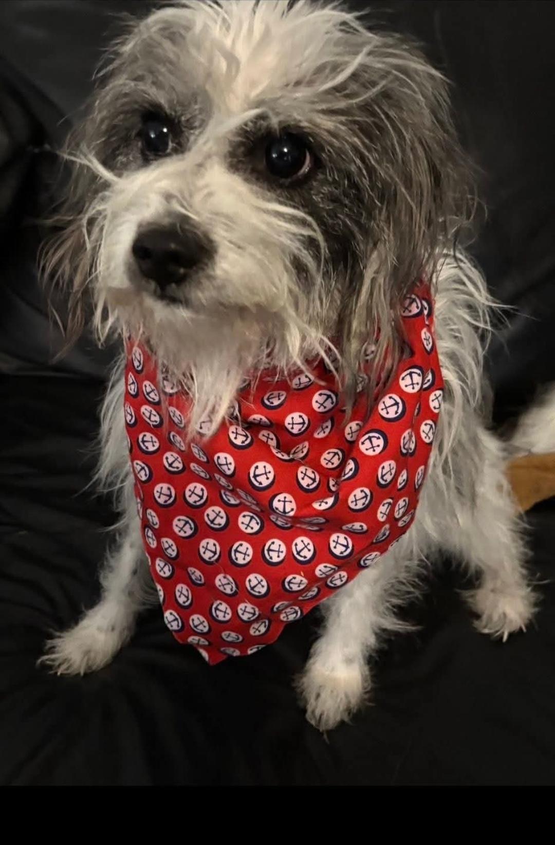 Enlarge Murphy, a Adoptable mixed breed in Batavia, NY image 2/5