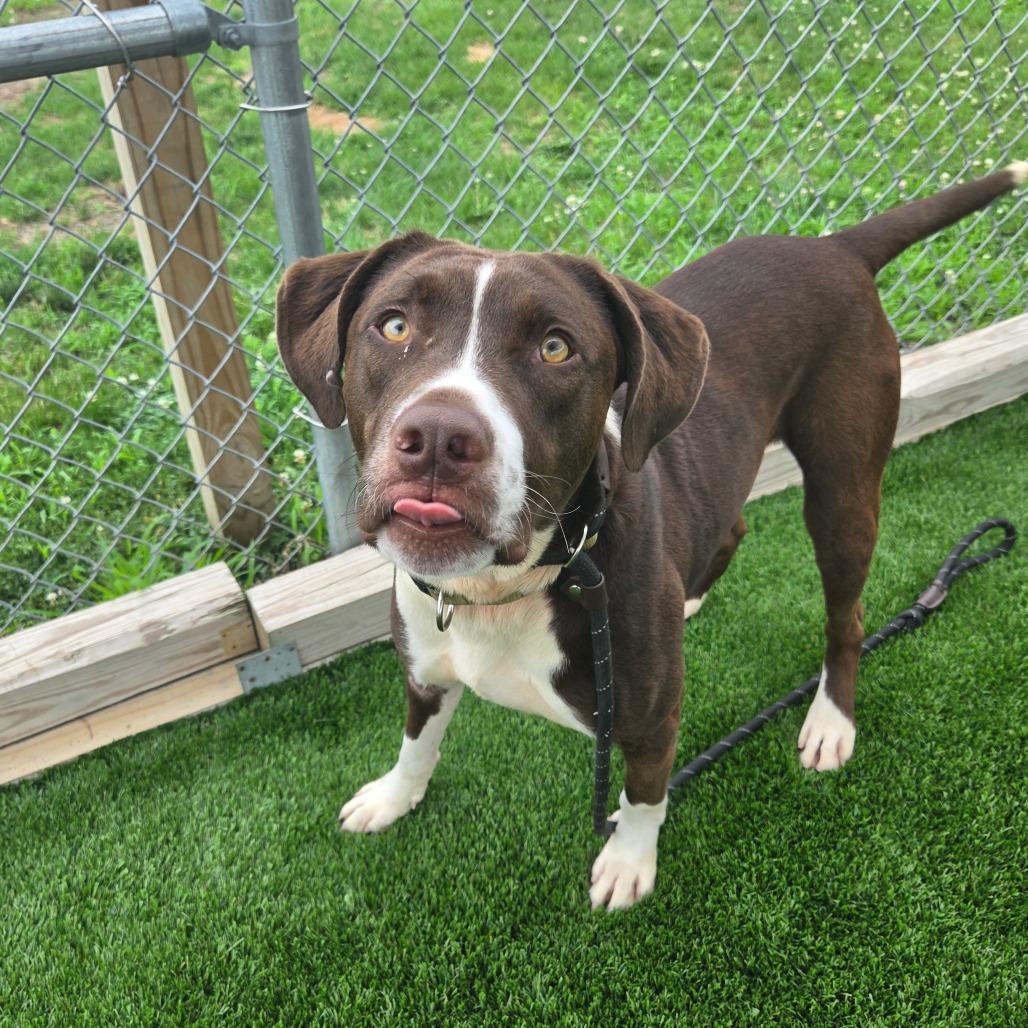 Moose, Adoptable, Adult Male Labrador Retriever & Mixed Breed.