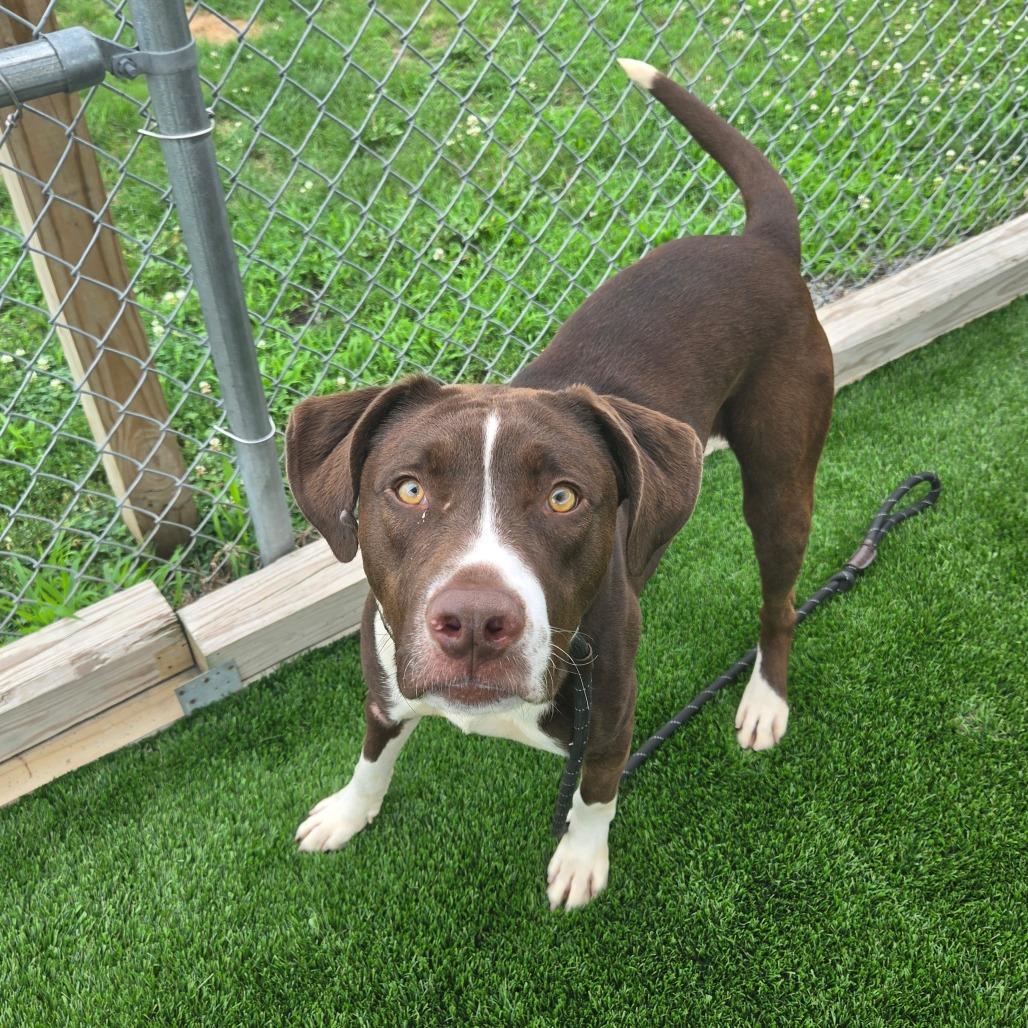 Enlarge Moose, a Adoptable mixed breed in Binghamton, NY image 2/2