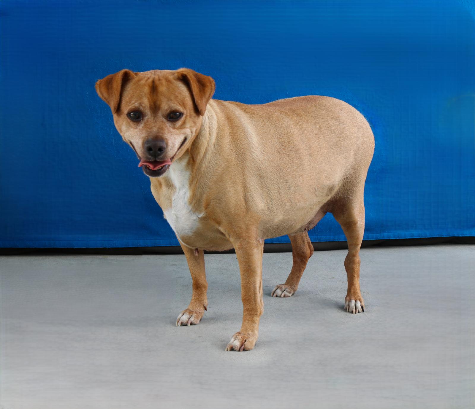 ARCHIE, a Adoptable Retriever in Pasadena, CA image 1/2