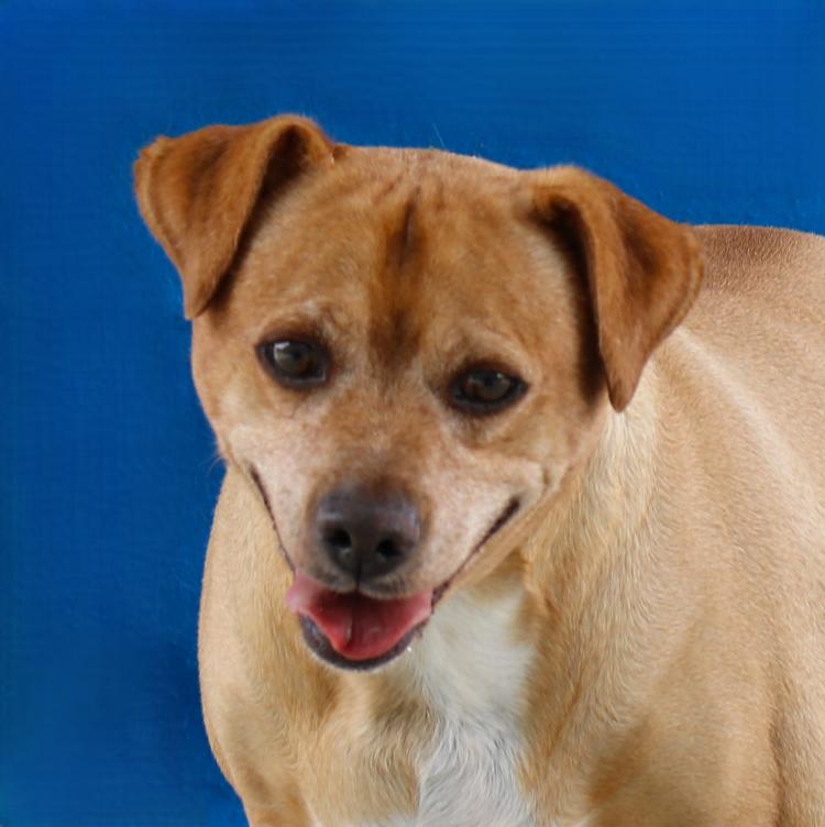 ARCHIE, a Adoptable Retriever in Pasadena, CA image 2/2
