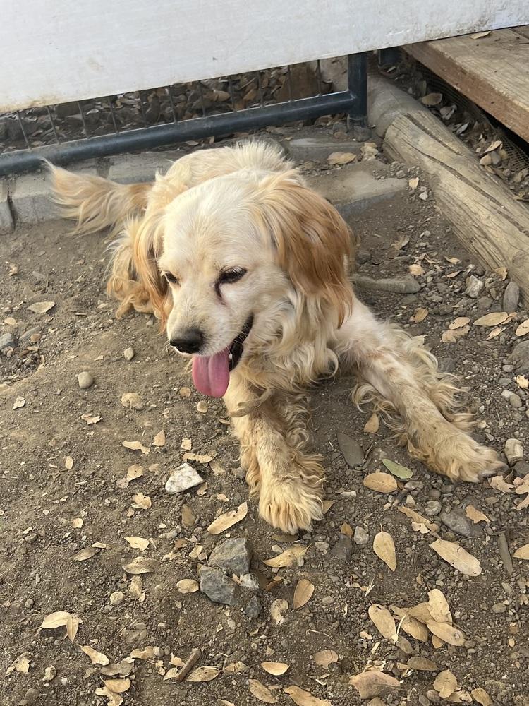 Enlarge Cosmo, a Adoptable mixed breed in Jamestown, CA image 1/6