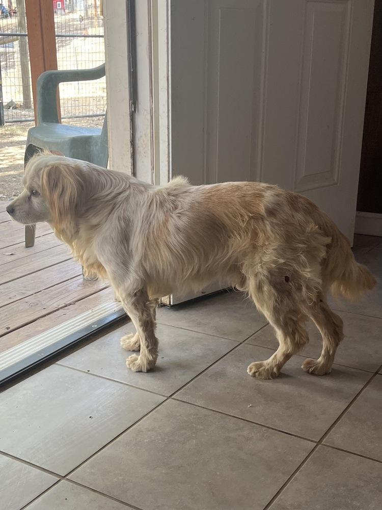 Enlarge Cosmo, a Adoptable mixed breed in Jamestown, CA image 2/6