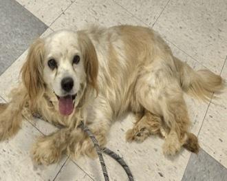 Enlarge Cosmo, a Adoptable mixed breed in Jamestown, CA image 3/6