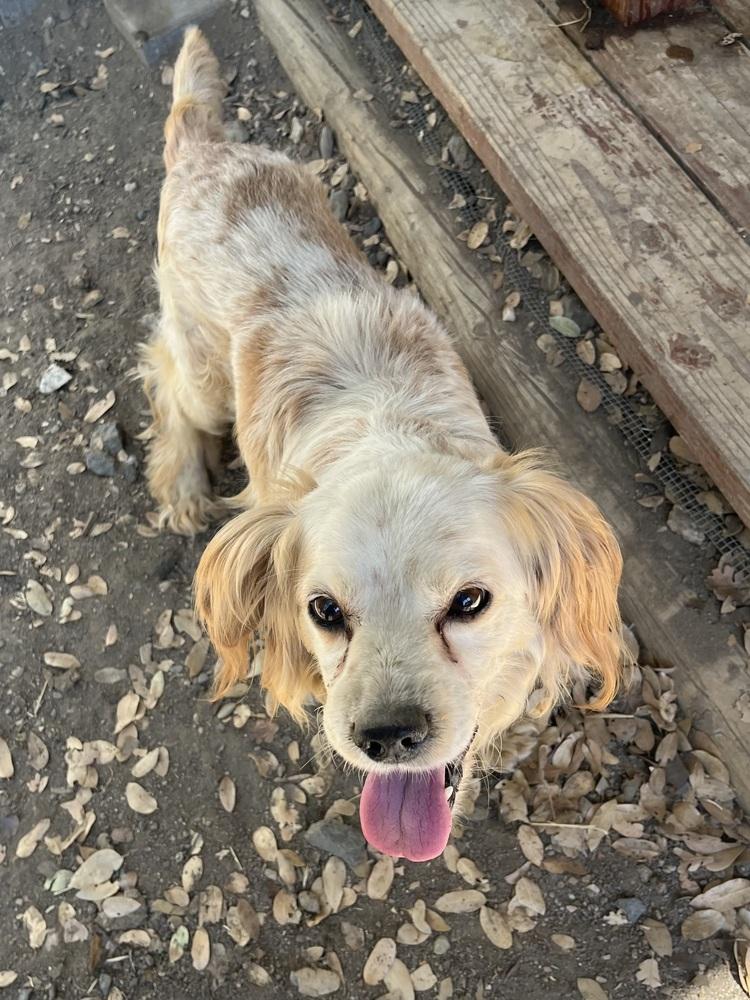 Enlarge Cosmo, a Adoptable mixed breed in Jamestown, CA image 5/6