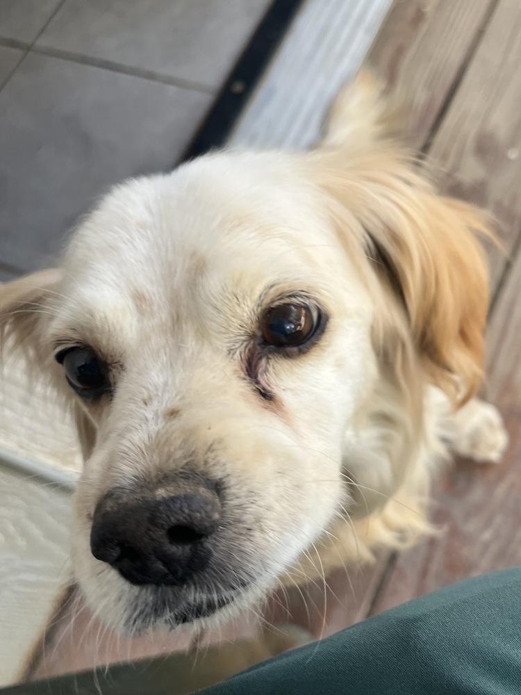 Enlarge Cosmo, a Adoptable mixed breed in Jamestown, CA image 6/6