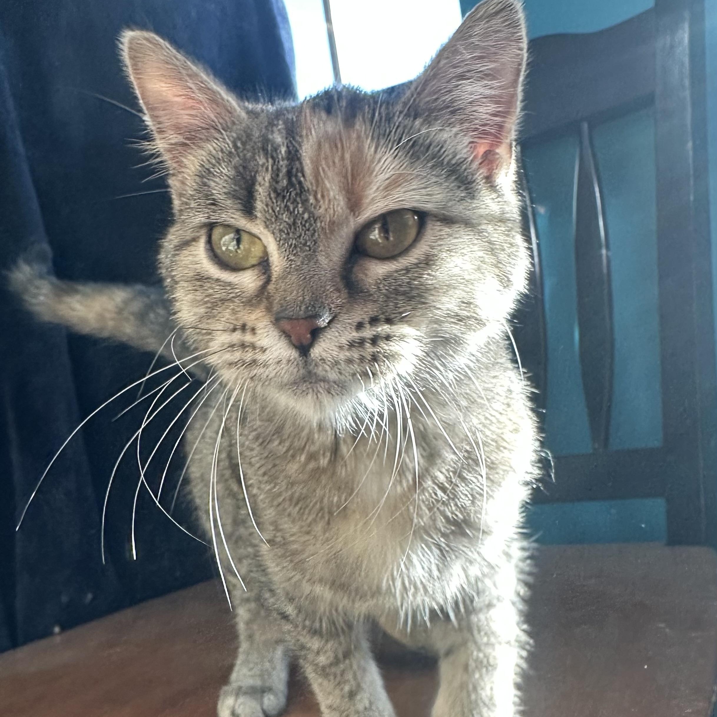 Mizu, an adopted Domestic Short Hair in Brookings, SD image 2/3