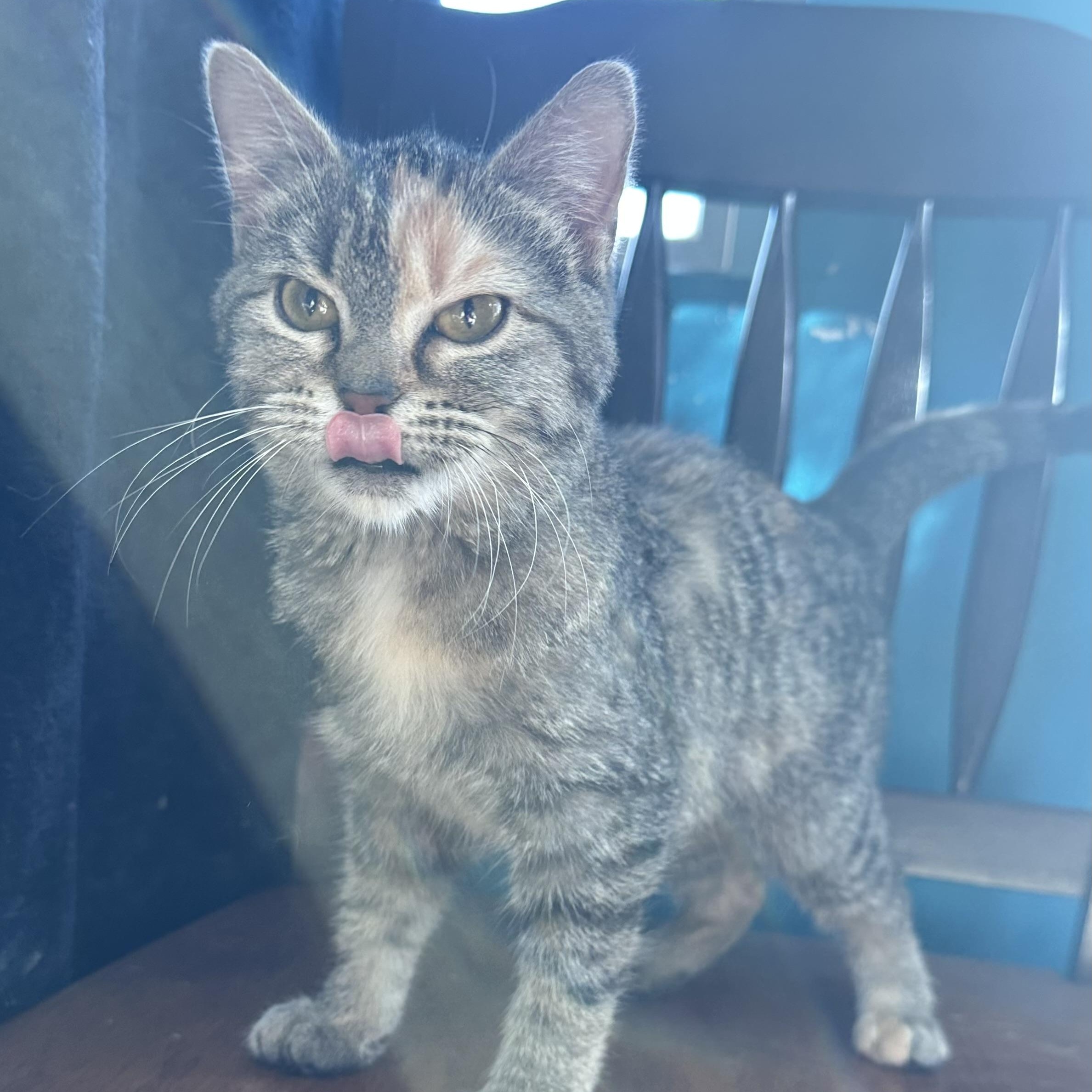 Mizu, an adopted Domestic Short Hair in Brookings, SD image 3/3