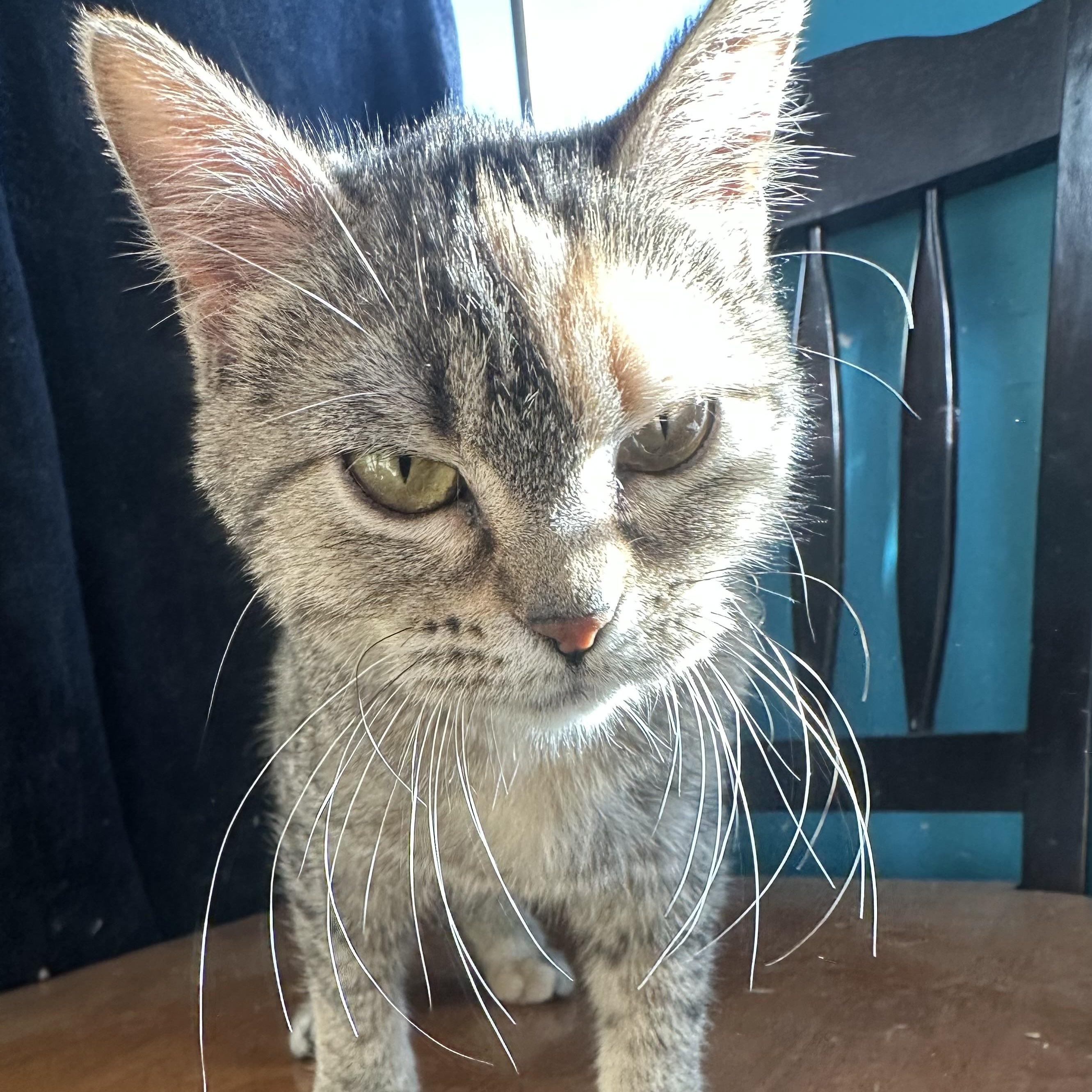 Mizu, adopted, Young Female Domestic Short Hair.