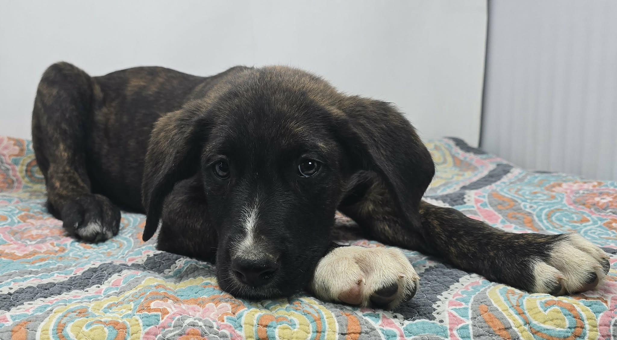 Enlarge Justify, a ADOPTABLE mixed breed in Newport, TN image 3/4