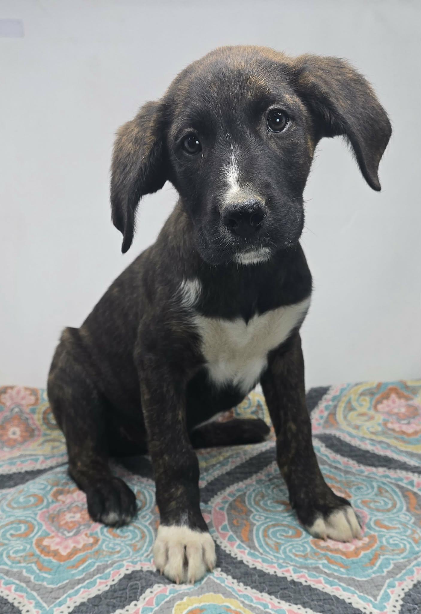 Enlarge Justify, a ADOPTABLE mixed breed in Newport, TN image 2/4
