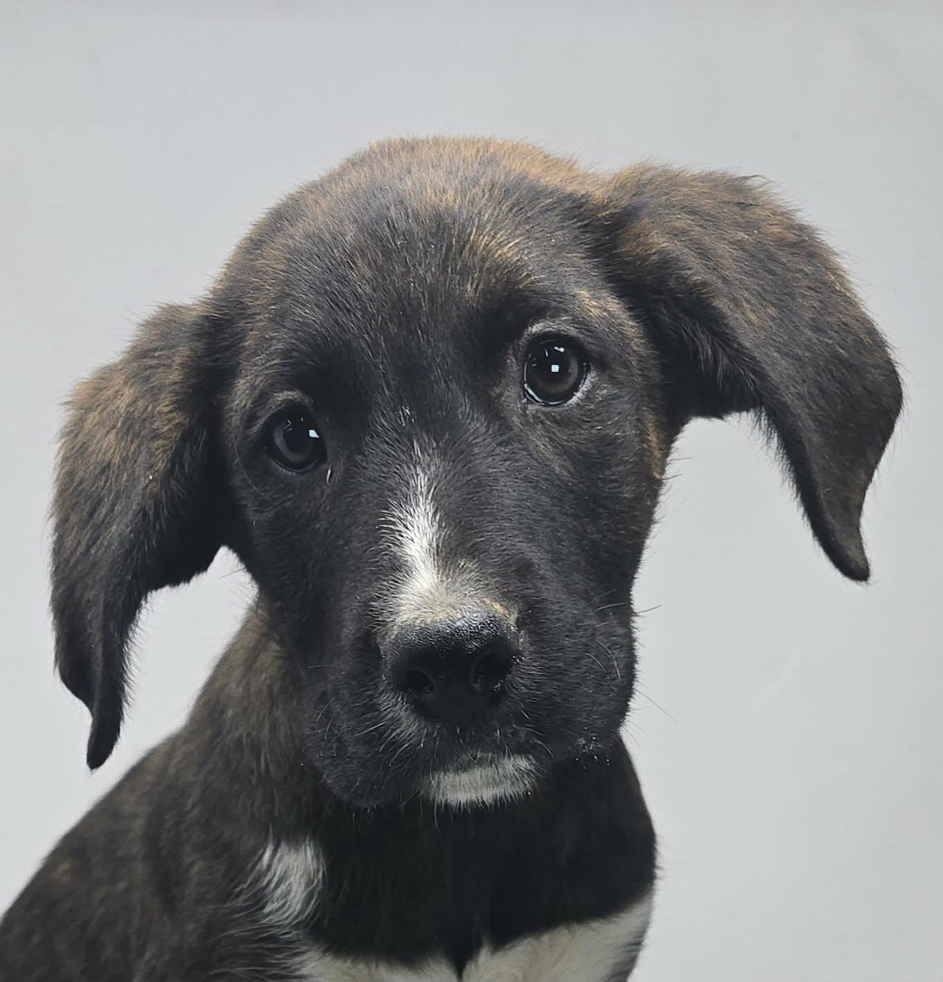 Justify, ADOPTABLE, Puppy Male Plott Hound & Labrador Retriever.