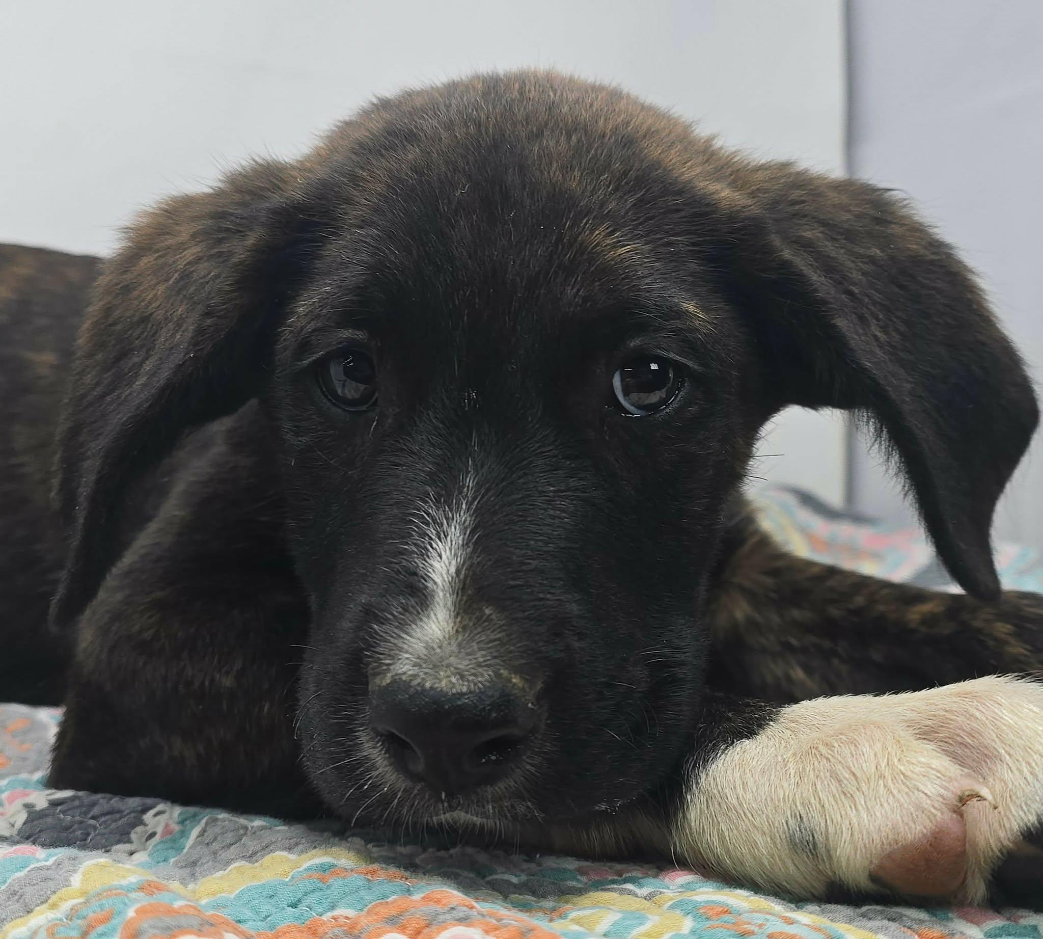 Enlarge Justify, a ADOPTABLE mixed breed in Newport, TN image 4/4