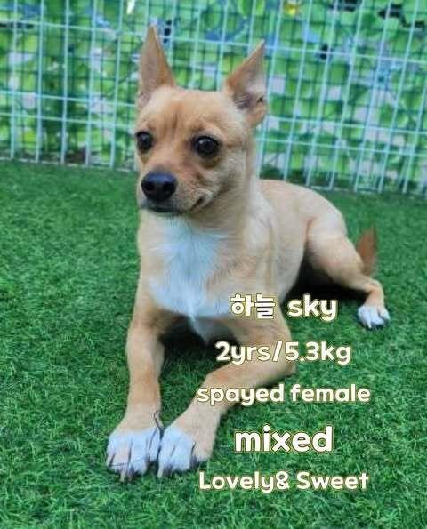 Sky, Adoptable, Adult Female Jindo.