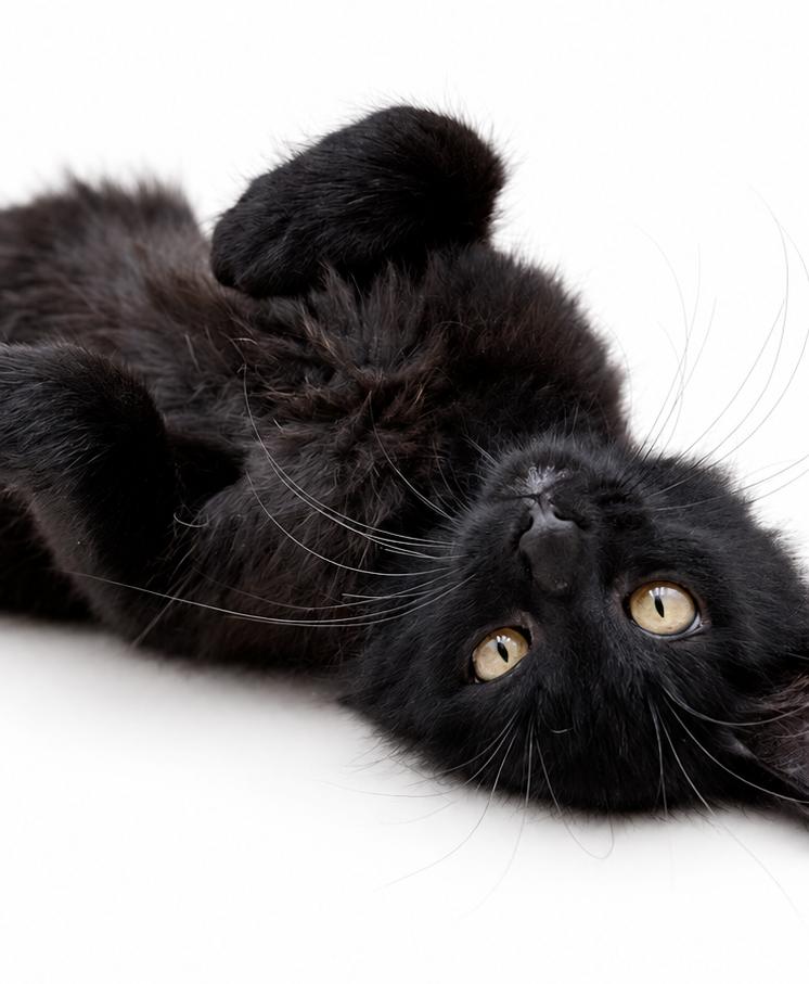 Tobie is a rare total goofball treasure - WOW so awesome and WOW handsome, Adopted, Kitten Male Norwegian Forest Cat & Bombay.