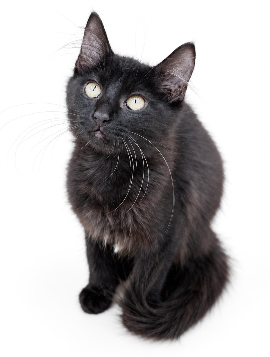 Enlarge Tobie is a rare total goofball treasure - WOW so awesome and WOW handsome, a Adopted mixed breed in Bedford Hills, NY image 6/6