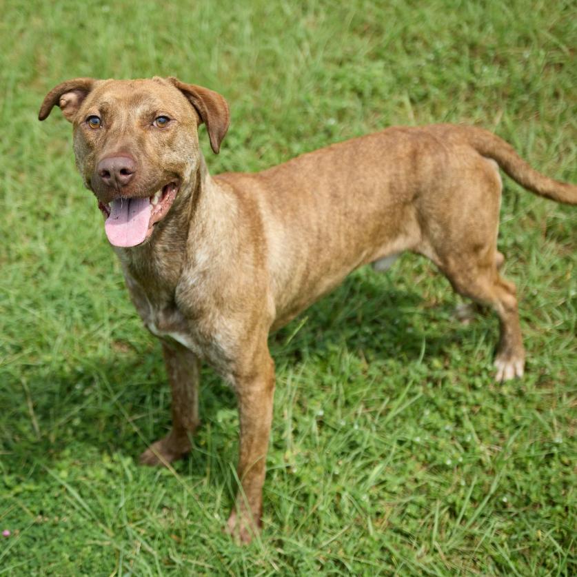 Tango, a Adoptable Labrador Retriever in Valdosta , GA image 1/6