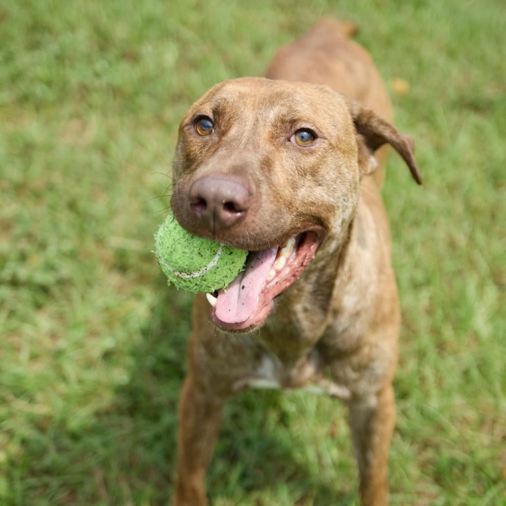 Tango, a Adoptable Labrador Retriever in Valdosta , GA image 2/6