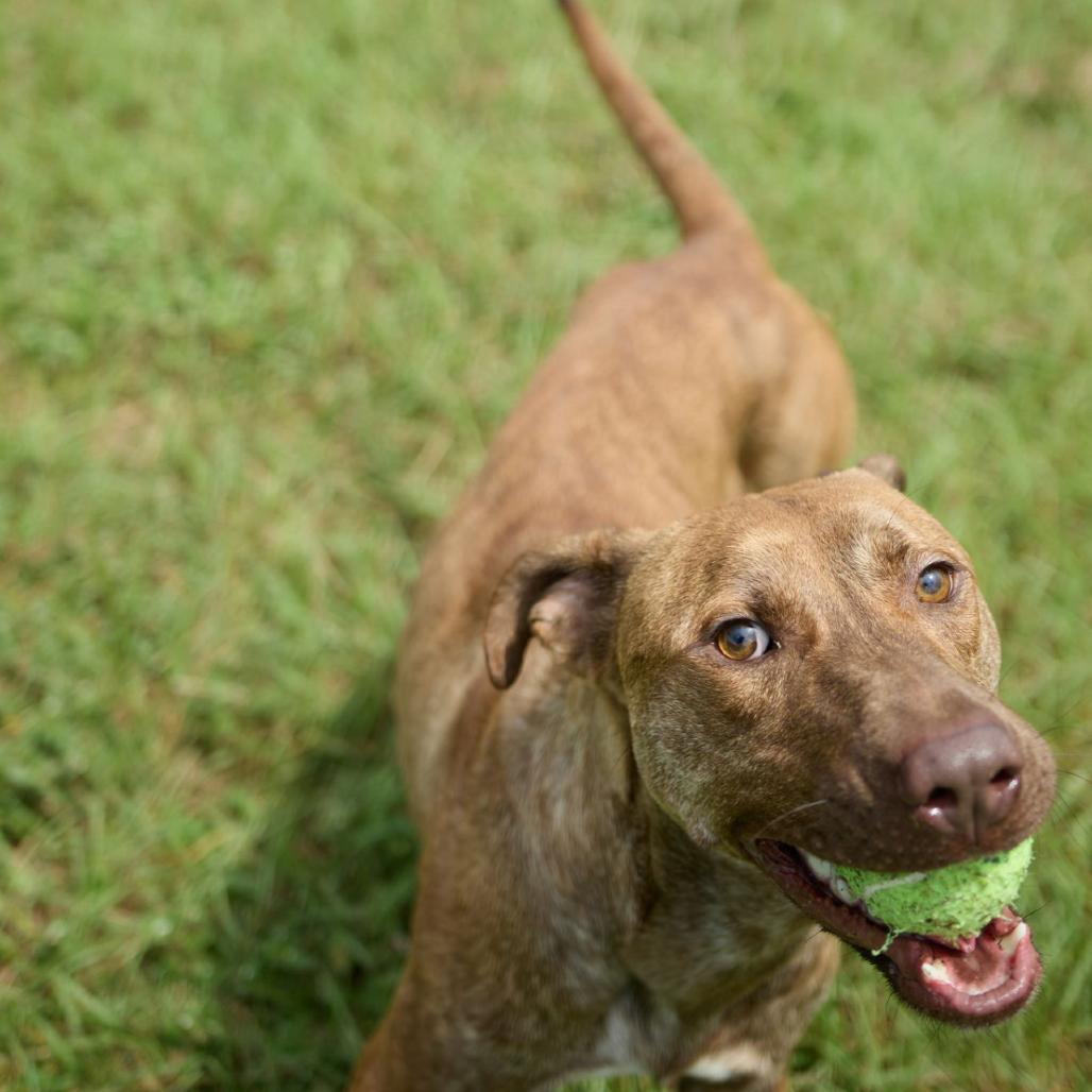 Tango, a Adoptable Labrador Retriever in Valdosta , GA image 3/6