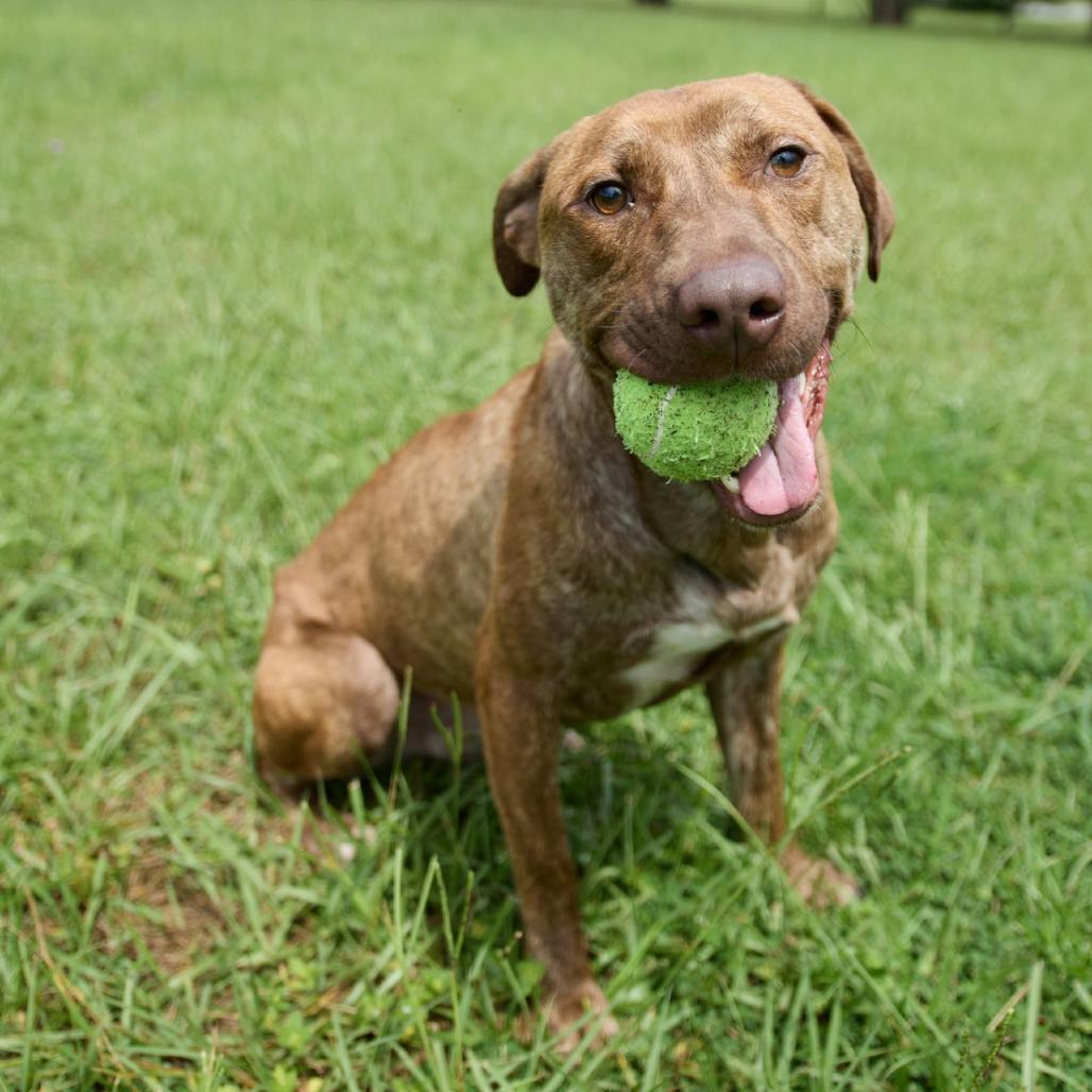 Tango, a Adoptable Labrador Retriever in Valdosta , GA image 5/6