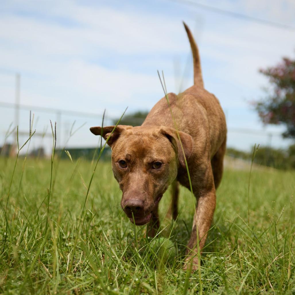 Tango, a Adoptable Labrador Retriever in Valdosta , GA image 6/6