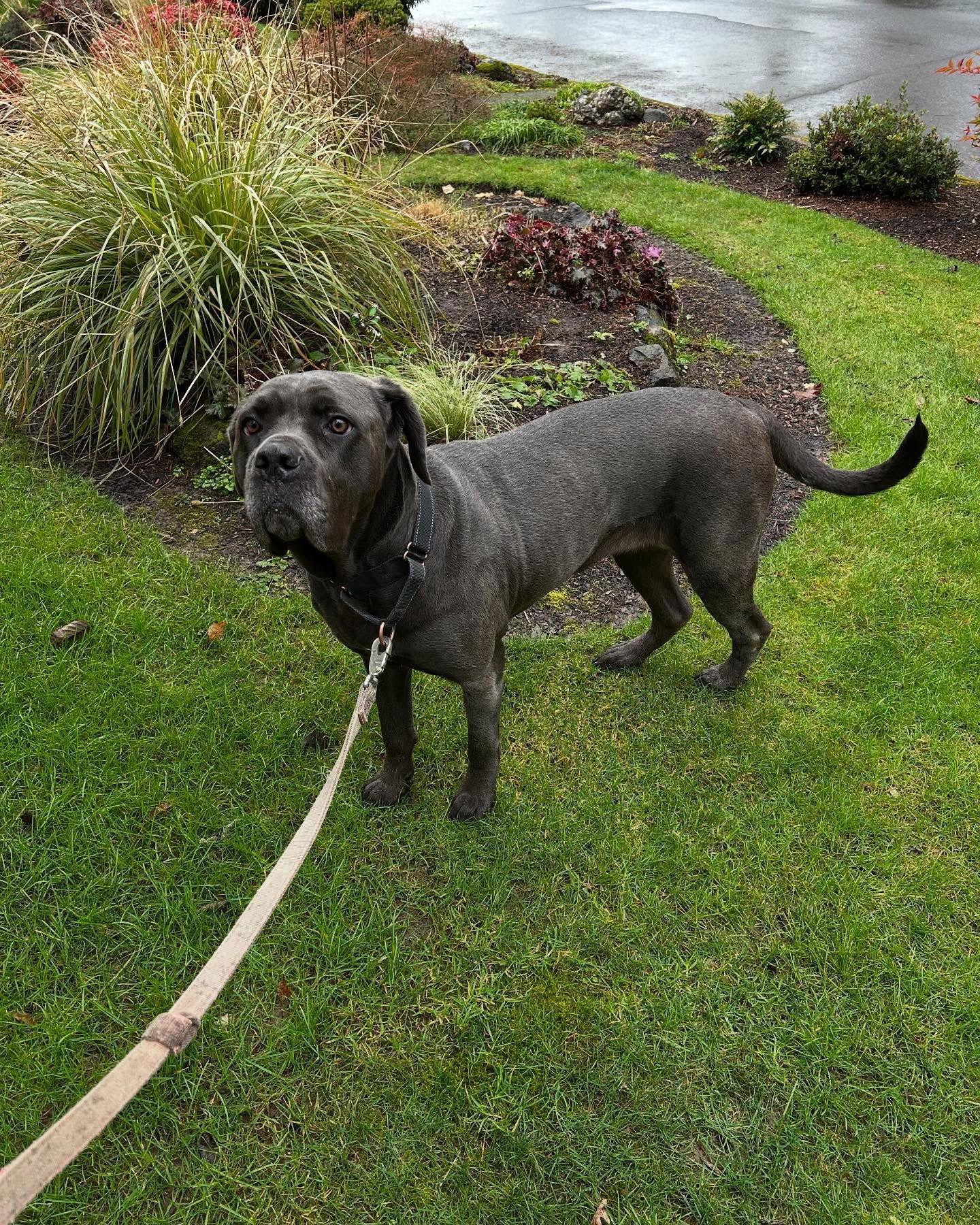 sadie, Adoptable, Adult Female Cane Corso.