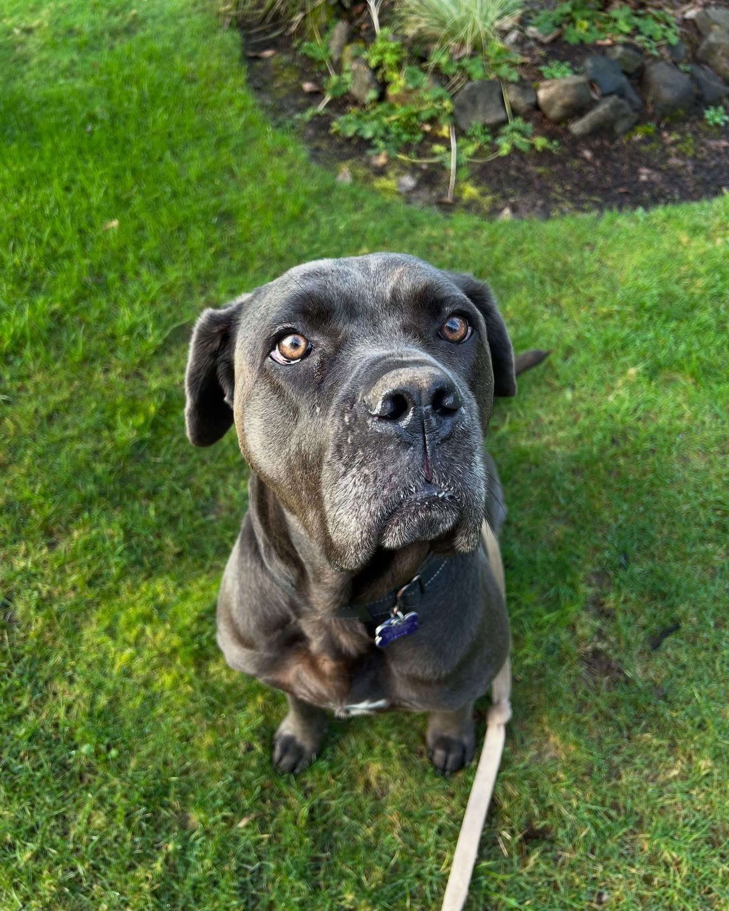 Enlarge sadie, a Adoptable Cane Corso in McMinnville, OR image 2/2