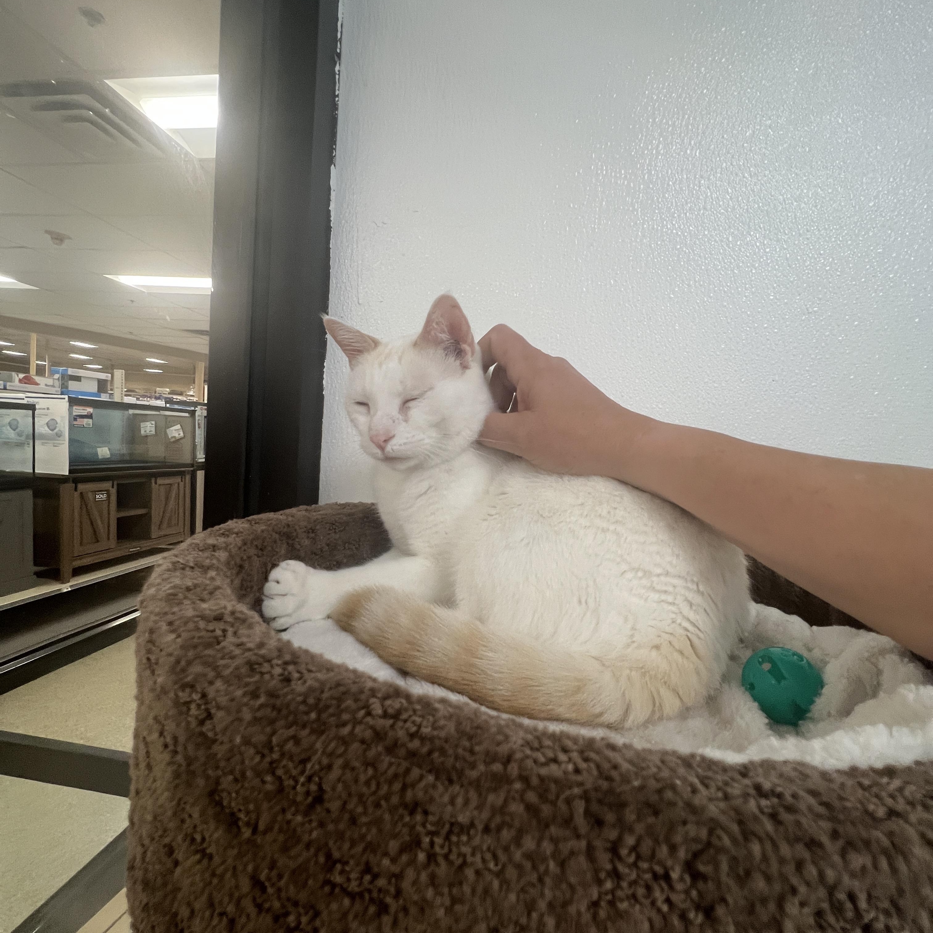 Cyrus, an adopted mixed breed in Bradenton, FL image 1/4