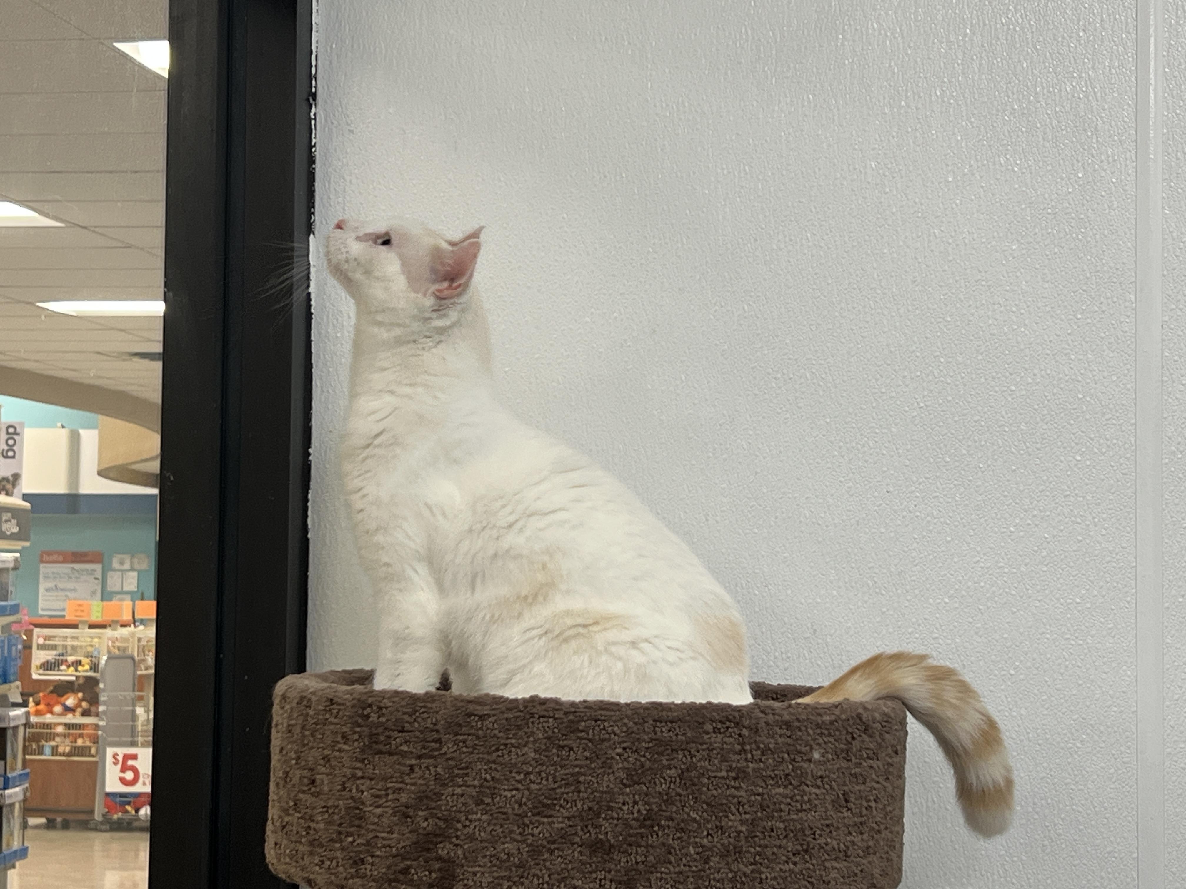 Cyrus, an adopted mixed breed in Bradenton, FL image 4/4