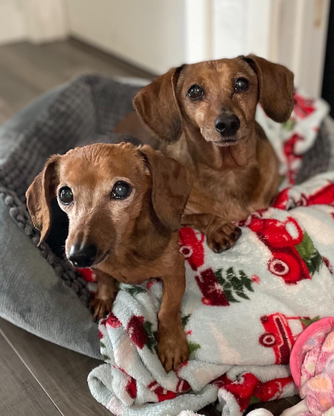 Enlarge Frankie & Hoagie, a Adopted Dachshund in Renton, WA image 1/6