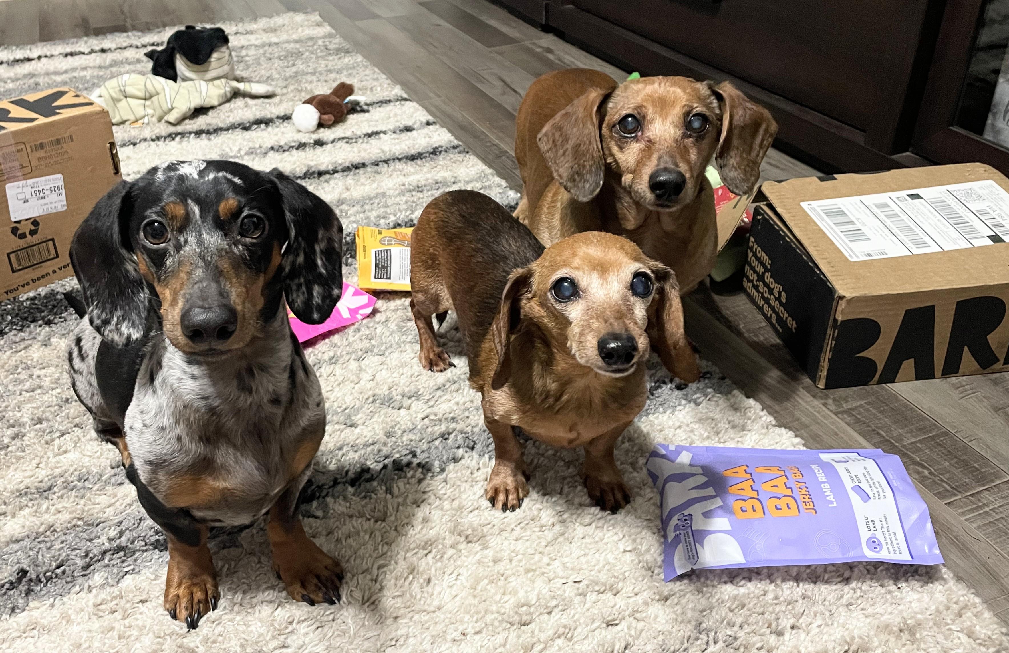 Enlarge Frankie & Hoagie, a Adopted Dachshund in Renton, WA image 2/6