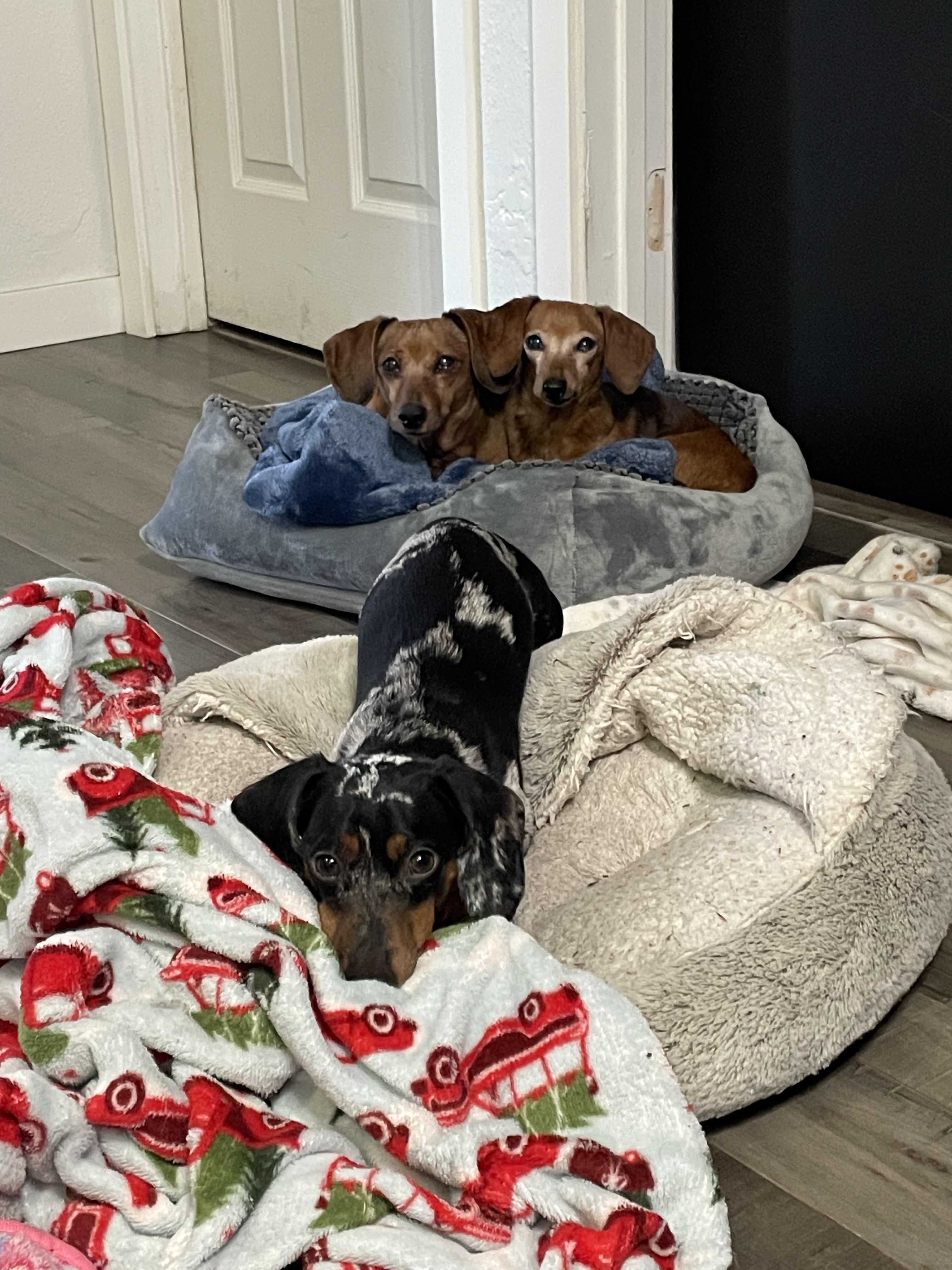 Enlarge Frankie & Hoagie, a Adopted Dachshund in Renton, WA image 4/6