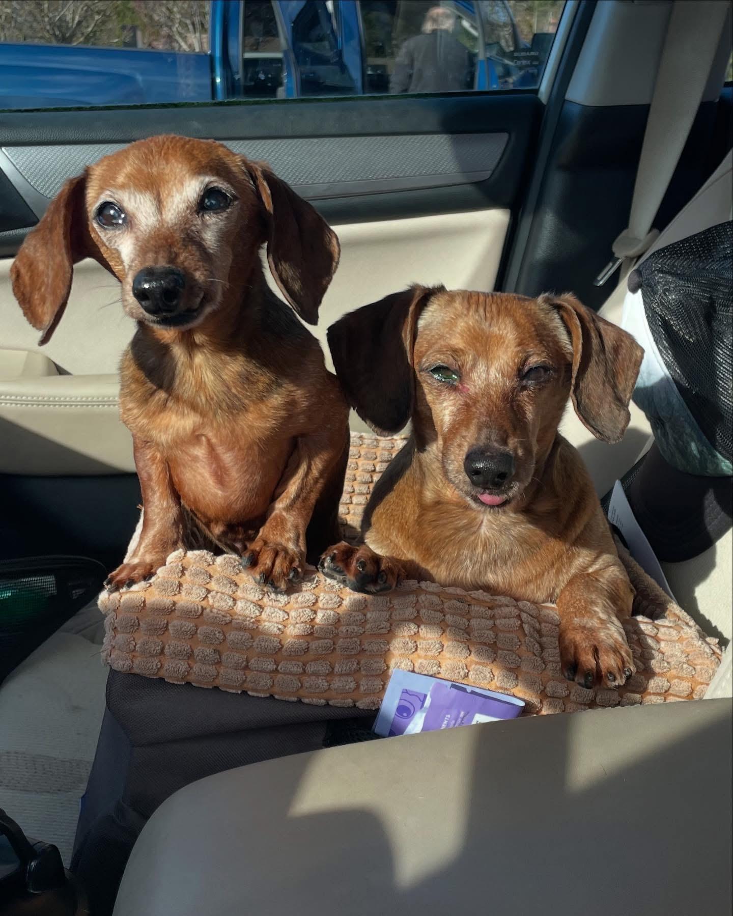 Enlarge Frankie & Hoagie, a Adopted Dachshund in Renton, WA image 5/6