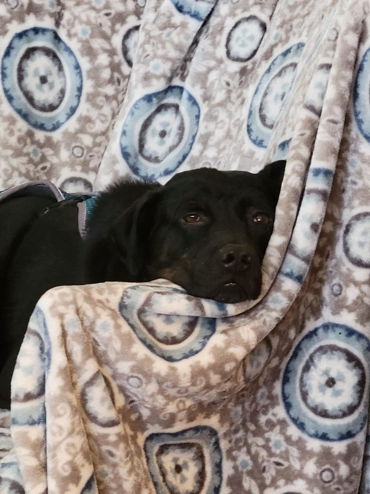 Hail — thumbnail 2