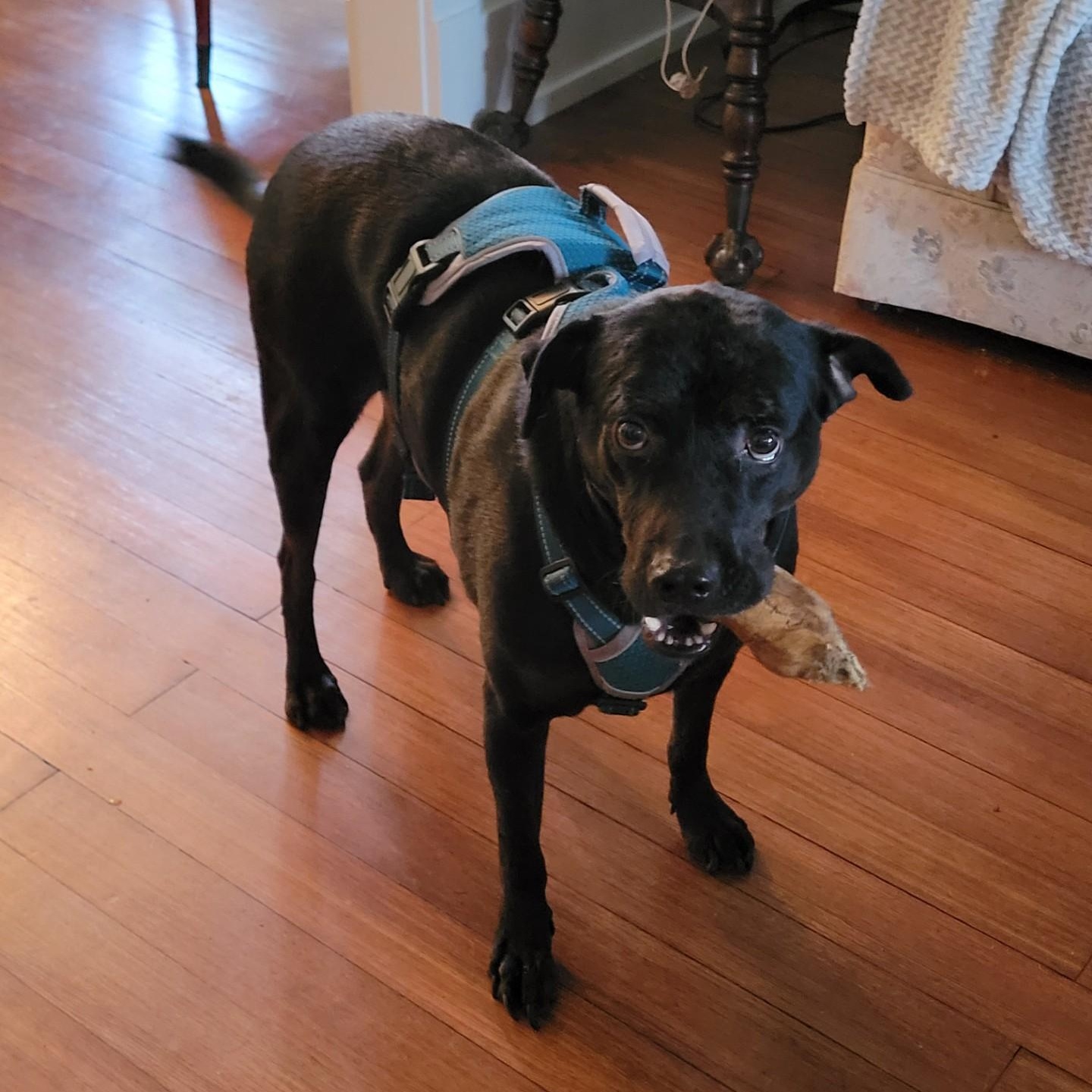 Hail — thumbnail 3