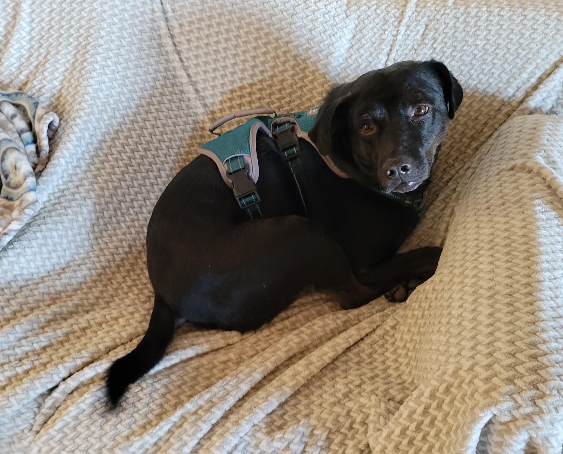 Hail — thumbnail 4